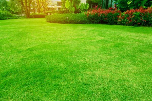 Cost of Grass Maintenance in Fairfax